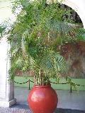 Areca Palm / Chrysalidocarpus lutescens